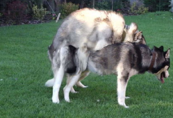 动物性交视频,自然界的繁殖奇观揭秘